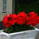 Flower Pot
